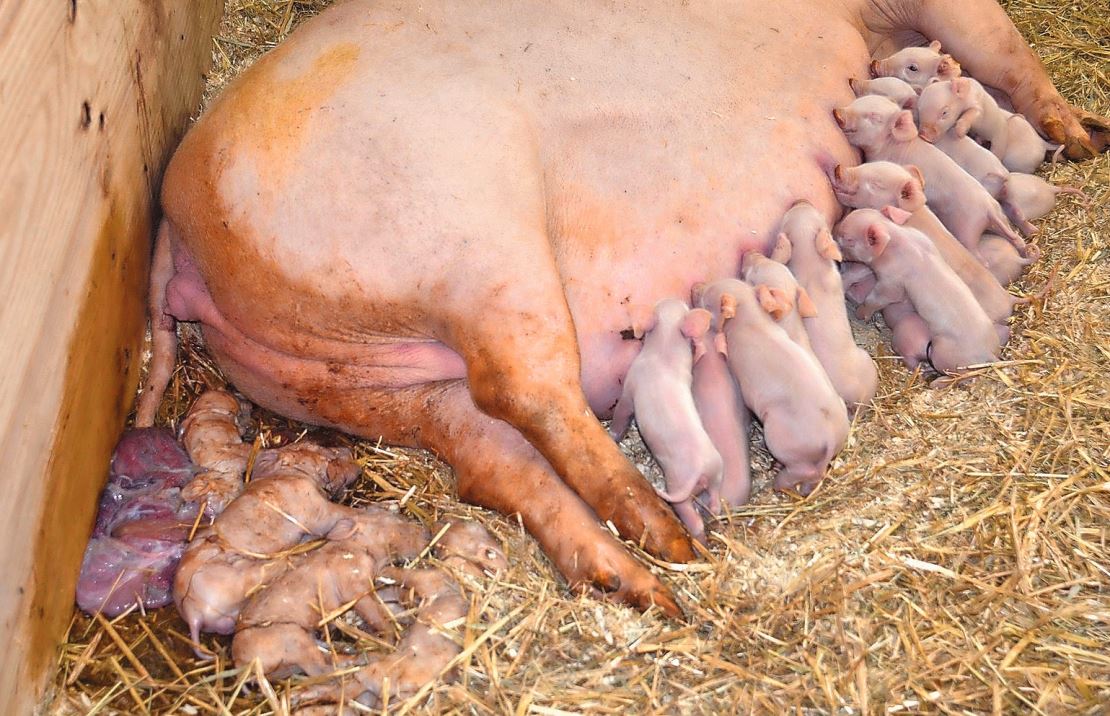 Aborte und Totgeburten bei Schweinen sind melde- und untersuchungspflichtig. Bild: Die Grüne, März 2021