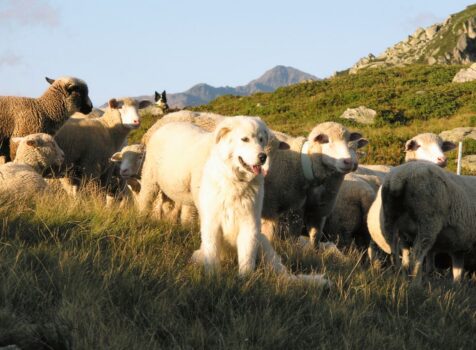 Herdenschutzhund in der Schafherde. Bilder: Agridea