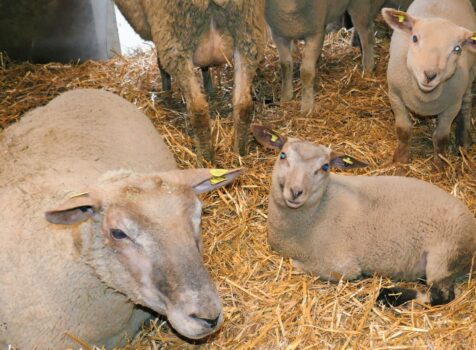 Gutes Beispiel: Mit zwei Ohrmarken korrekt und vollständig markierte Schafe. Bilder: Veterinäramt beider Appenzell