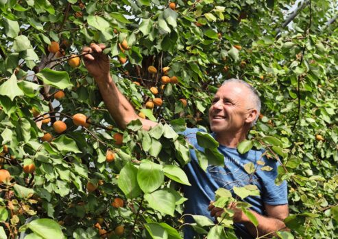 Ivo Sager freut sich über seine Aprikosen der Sorte «Orangered», die es bis etwa Mitte Juli gibt.