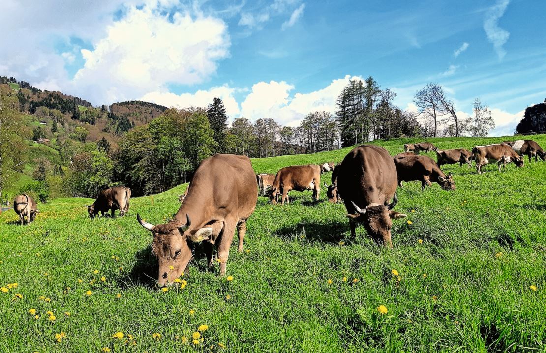Die Viehwirtschaftskommission kümmert sich um Angelegenheiten, die Rinder und andere Nutztiere betreffen. Leserbild: Heidi Schoch, Sevelen