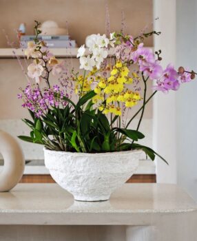 Orchideen sind pflegeleicht. Fast alle blühen mehrere Male im Jahr. Bilder: zVg.