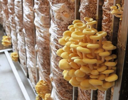 Der Biobetrieb der Familie Schneebeli setzt auf die Produktion von Austernpilzen, Shiitake und Limonenseitlingen.