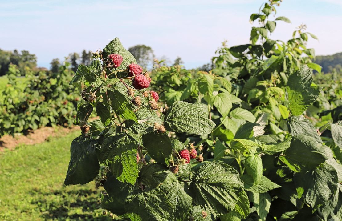 Die Beerenproduktion profitierte von den warmen und trockenen Wetterbedingungen im Sommer. Bild: Renate Hodel