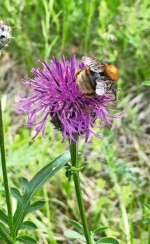 Wildbienen benötigen von Februar bis Oktober Nahrung. Bild: Daniela Paul