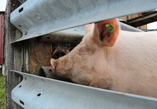 Agroscope-Studie untersucht die Fütterung von Schweinen.