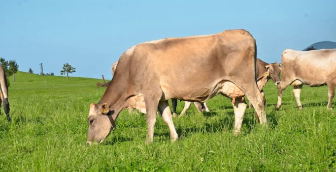 Kühe müssen gut auf den Weidegang vorbereitet werden, um zum Beispiel Stoffwechselstörungen zu vermeiden. Bild: zVg.