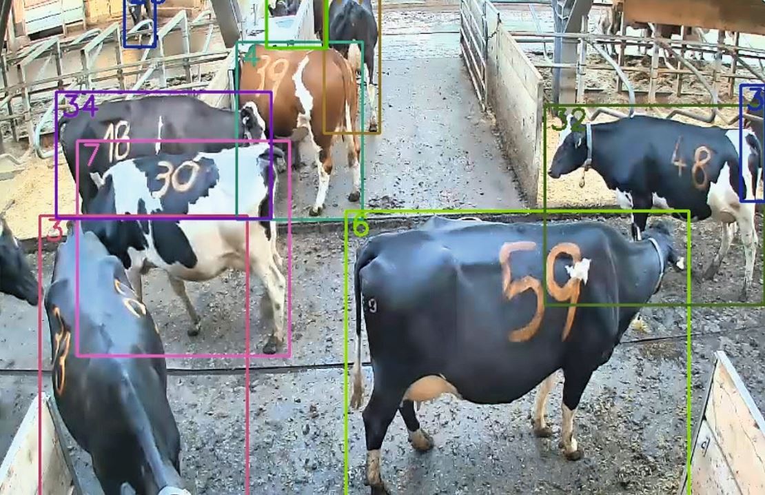 Kameras im Stall übermitteln Echtzeitdaten an die KI, die zunächst lernt und dann die Kuh und ihr Verhalten erkennt. Bild: HBLFA Raumberg-Gumpenstein
